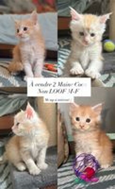   Chaton maine coon  