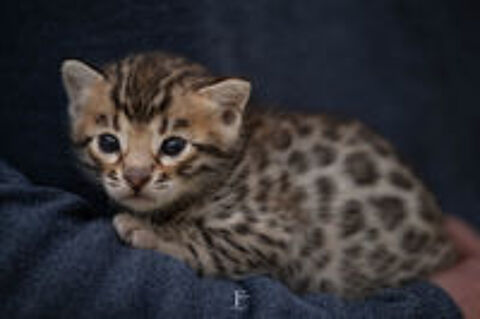   Magnifique chaton Bengal rosettes paw print  