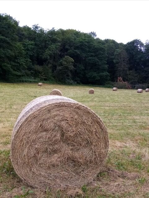Foin de l'année 2023 10 65150 Anres