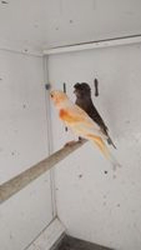   Canari arlequin  