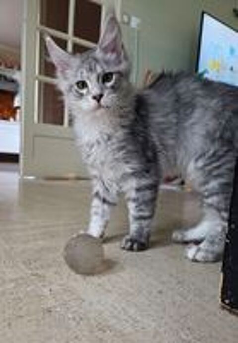   Chaton Maine coon  