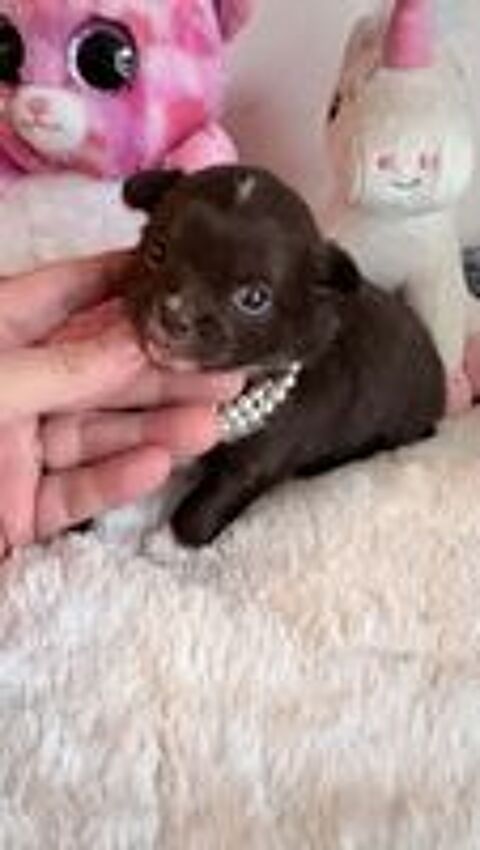   Magnifique chiot chihuahua poil long 