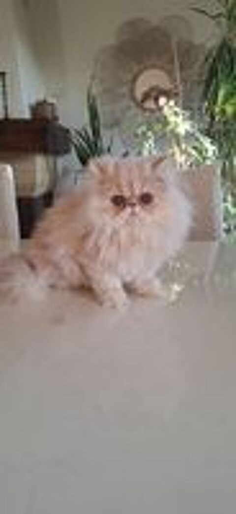   Chatons Persans LOOF  