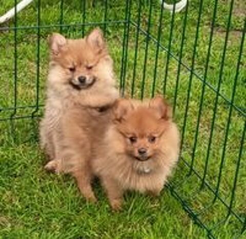   Chiots spitz allemands  