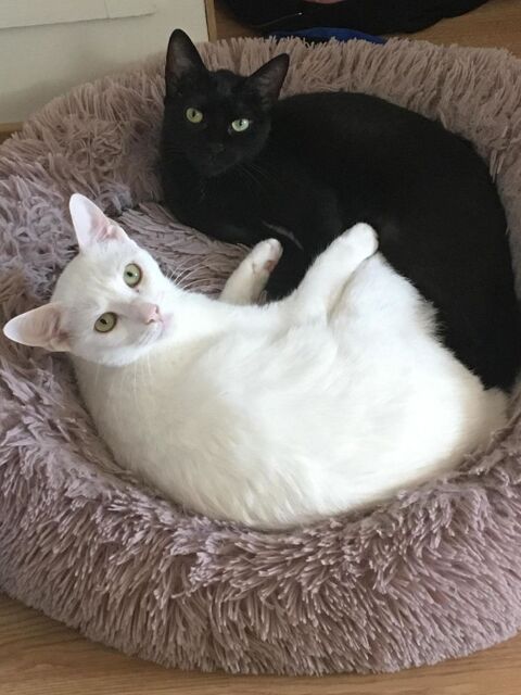 Camille Lou et Evangeline recherche Adoptant ou Famille d'accueil 290 92290 Chtenay-malabry