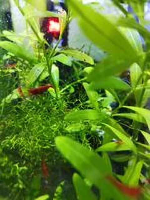   Crevettes red cherry
