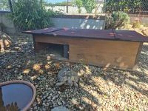   Cabane pour tortue 