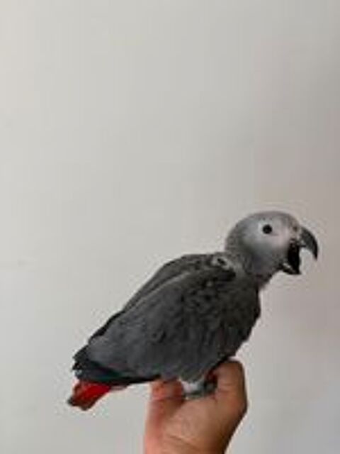   Bébé gris du gabon 