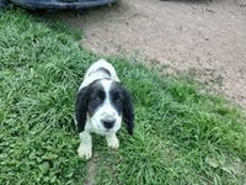   Cocker  