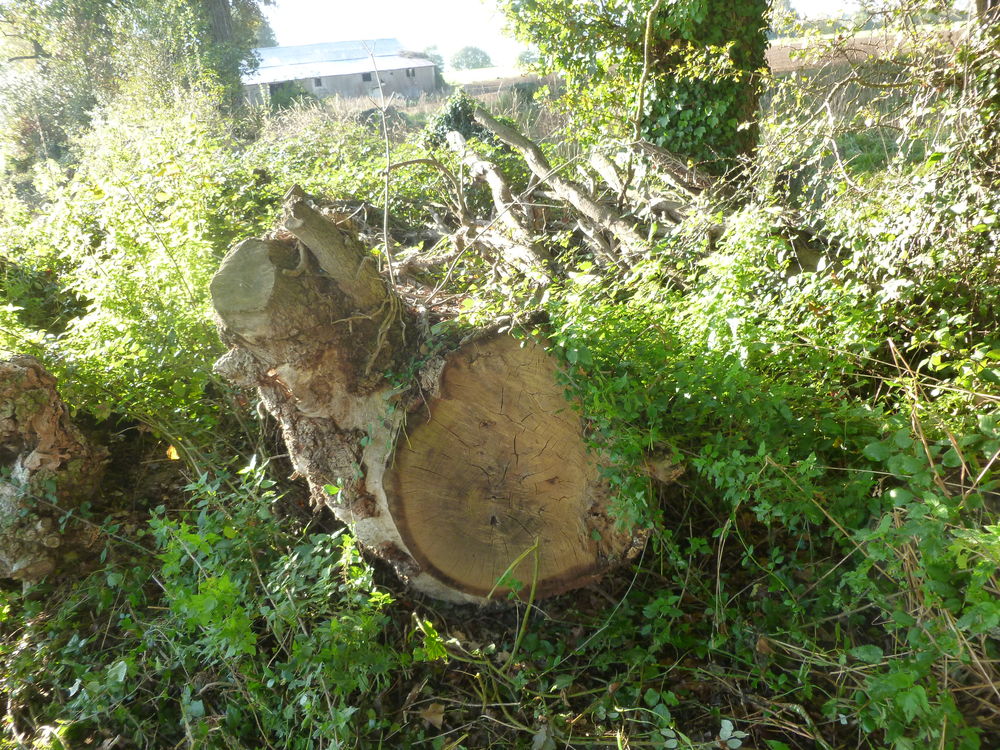 Bois de chauffage Jardin