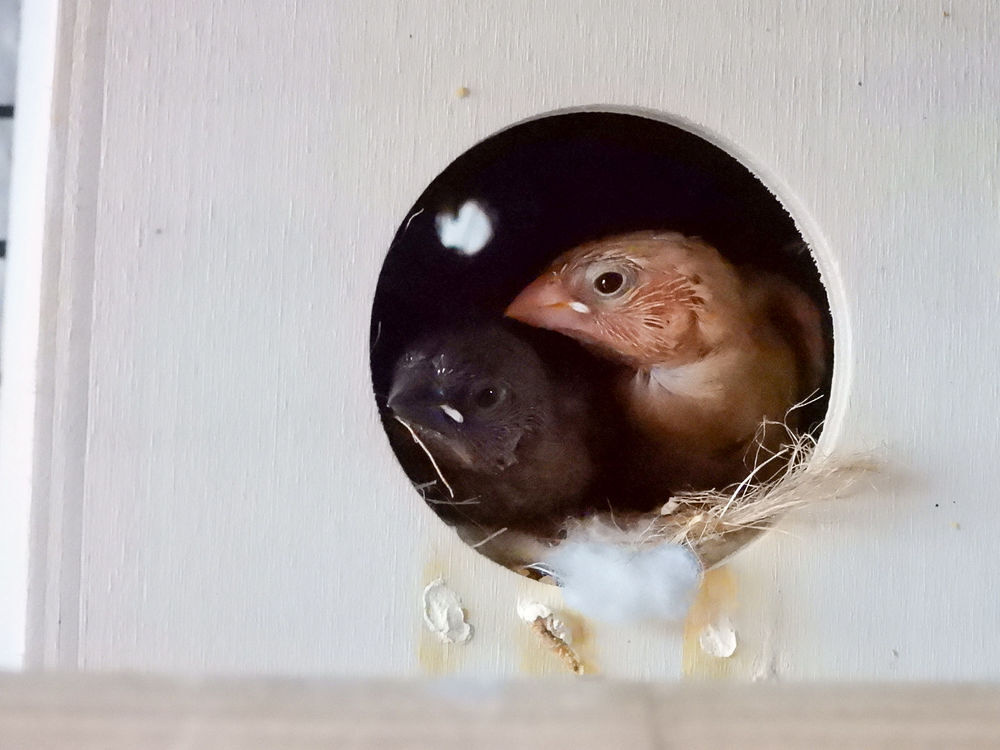   Moineau de Japon  