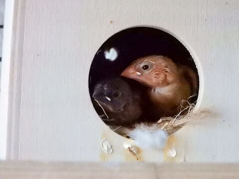Moineau de Japon 15 31520 Ramonville-saint-agne
