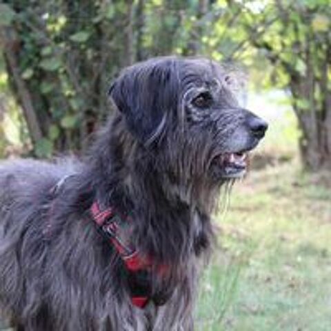   Max le chien qui sourit  