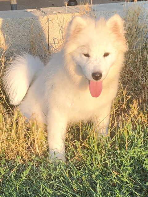 Femelle samoyede 1000 47110 Dolmayrac