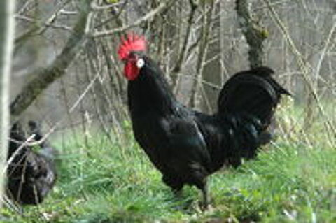   Noires de Caussade 