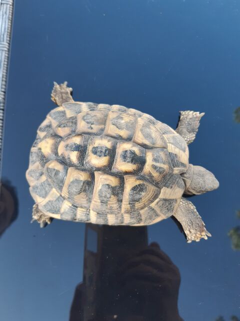 tortue de terres  male et femelles 100 83470 Saint-maximin-la-sainte-baume
