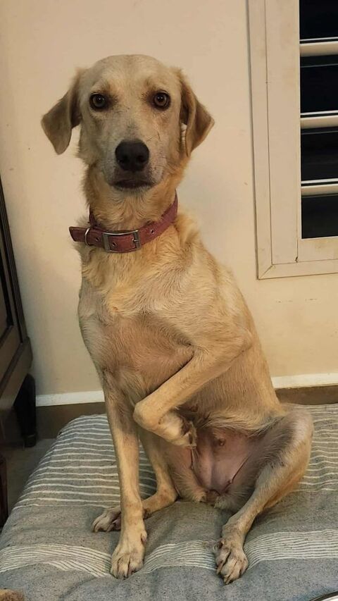 Suzie la belle et douce louloute 350 89340 Champigny