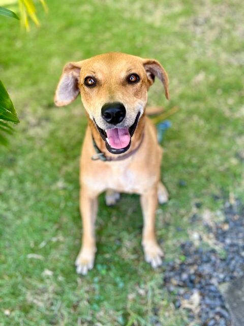 Bonny, femelle X berger, n&eacute;e le 28/11/2024 380 94000 Cr�teil