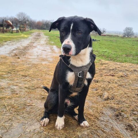 ARON 300 26120 Barcelonne