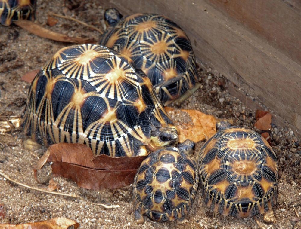   Recherche tortues exotique  