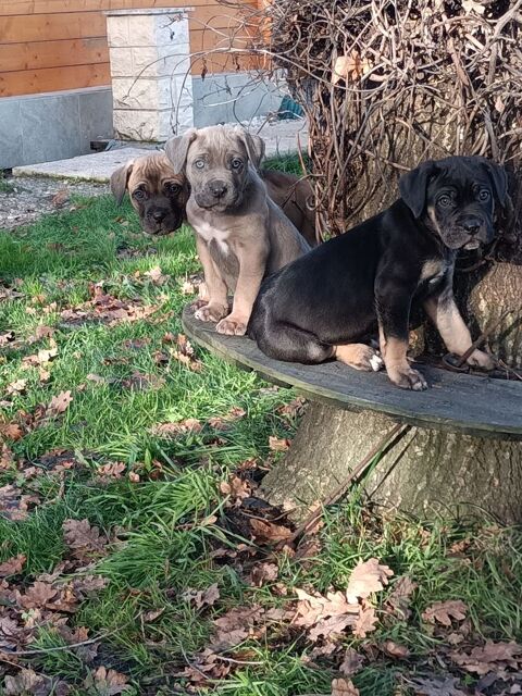 magnifique chiot type cane corso m&egrave;re lof 800 33600 Pessac