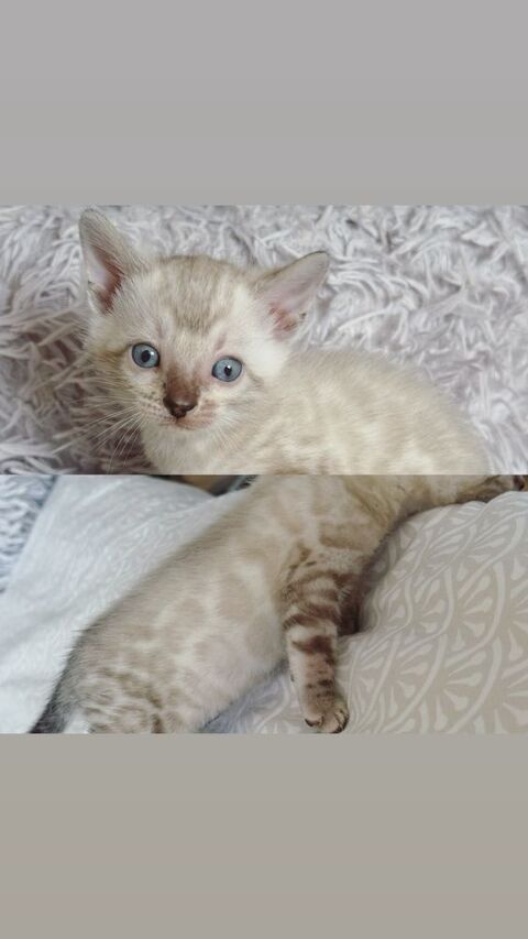 Chatons Bengal LOOF & Snow / Silver / brown & Prestigieuses origines & qualité expo 1990 66450 Pollestres