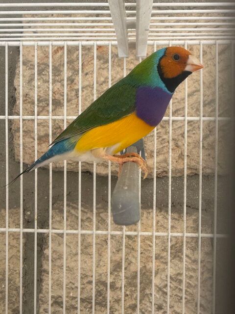 Oiseau gould 50 93330 Neuilly-sur-marne