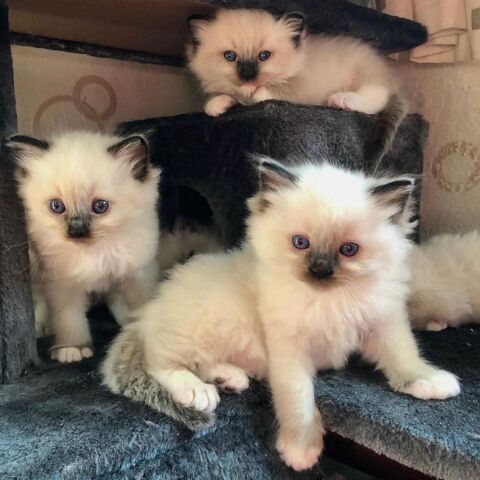 Magnifiques chatons Sacr&eacute; de Birmanie 330 92200 Neuilly-sur-seine