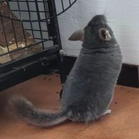   BICHETTE 