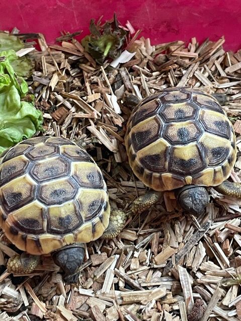 TORTUES JUVENILES 2025 60 34090 Montpellier