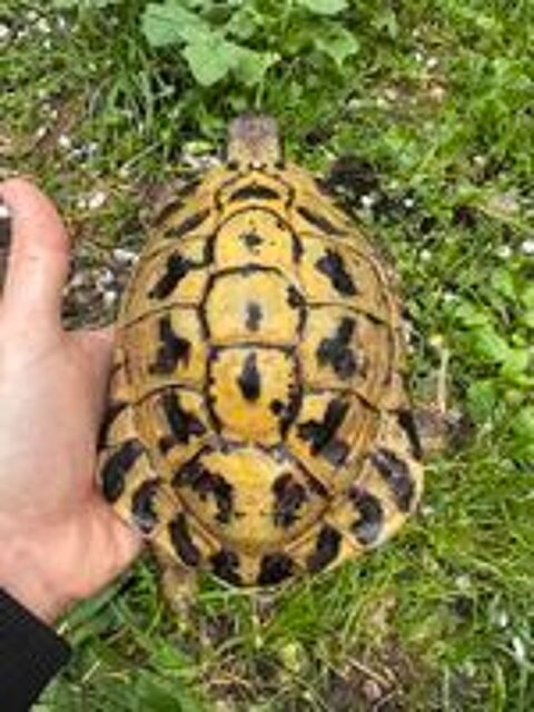  Tortue mâle Corse adulte  