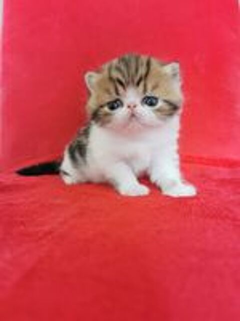   Chaton Exotic Shorthair  