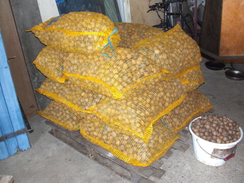 noix bio 2022 15 Saint-Nicolas-de-Port (54)