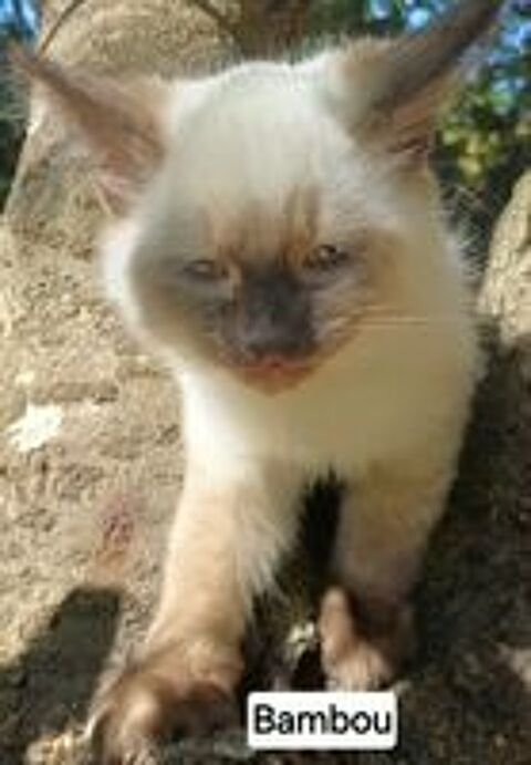   Chaton sibérien LOOF mâle  