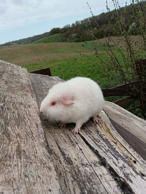 Cochon d'Inde mâle de race rex albinos 20 27700 Les andelys