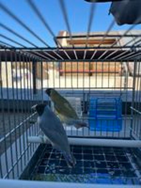   Diamant de gould Cinnamon, bleu 