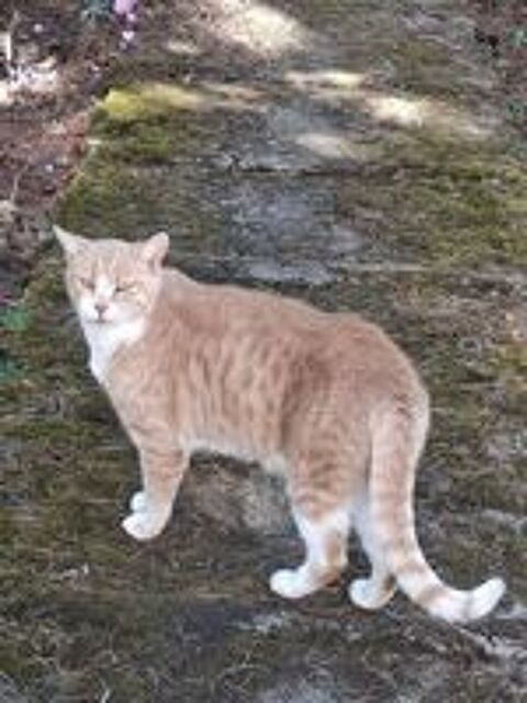   VOLTAIRE CHAT TIGRE ROUX CLAIR 4 ANS 