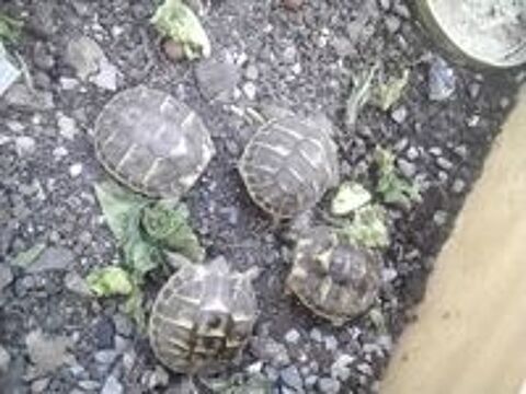   Tortues  