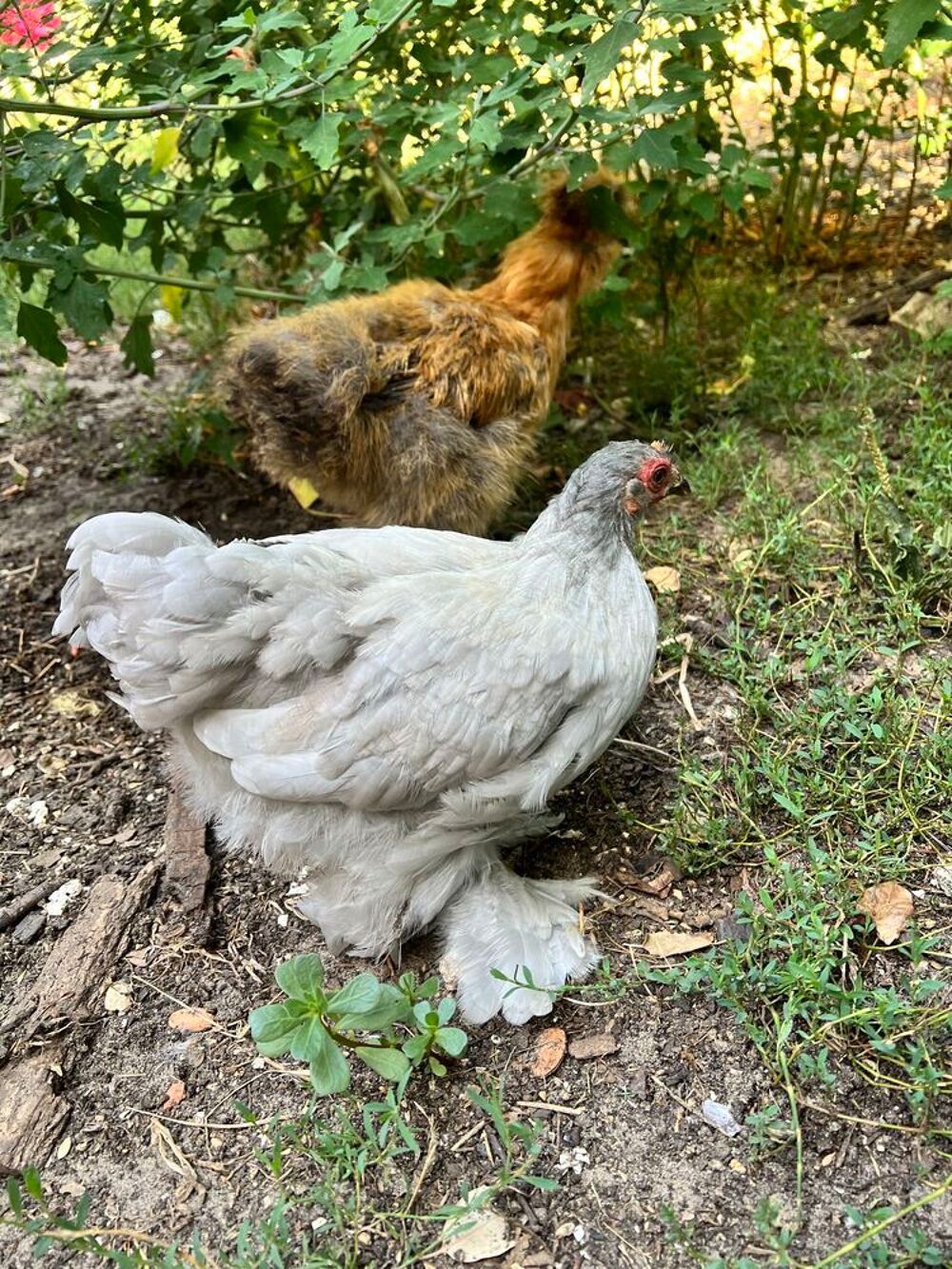Poules de race P&eacute;kin et soie Silky Jardin