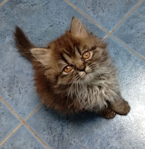 Chatons persans non Lof 750 68130 Altkirch