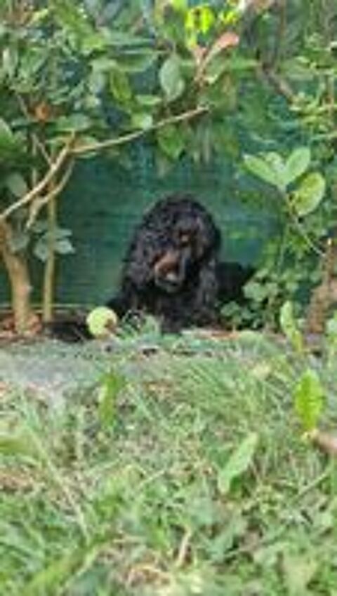   A réserver chiots Cockers Spaniels Anglais 