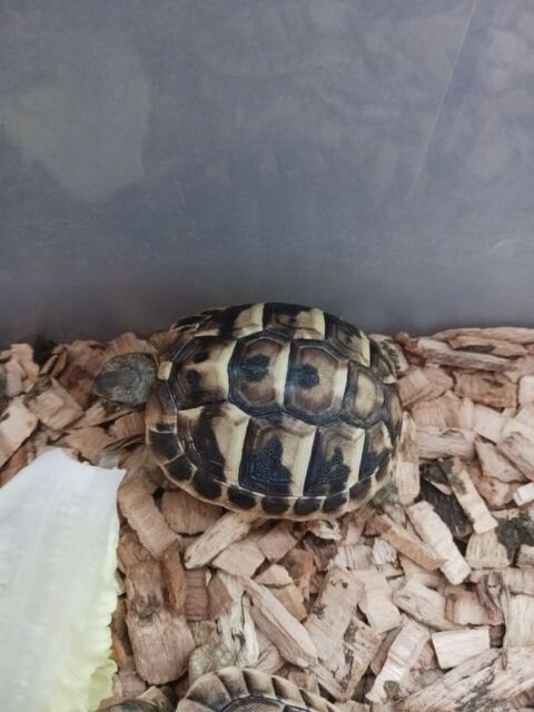 Tortues GRECQUES n&eacute;es pendant l'&eacute;t&eacute; 2025 40 30000 N�mes