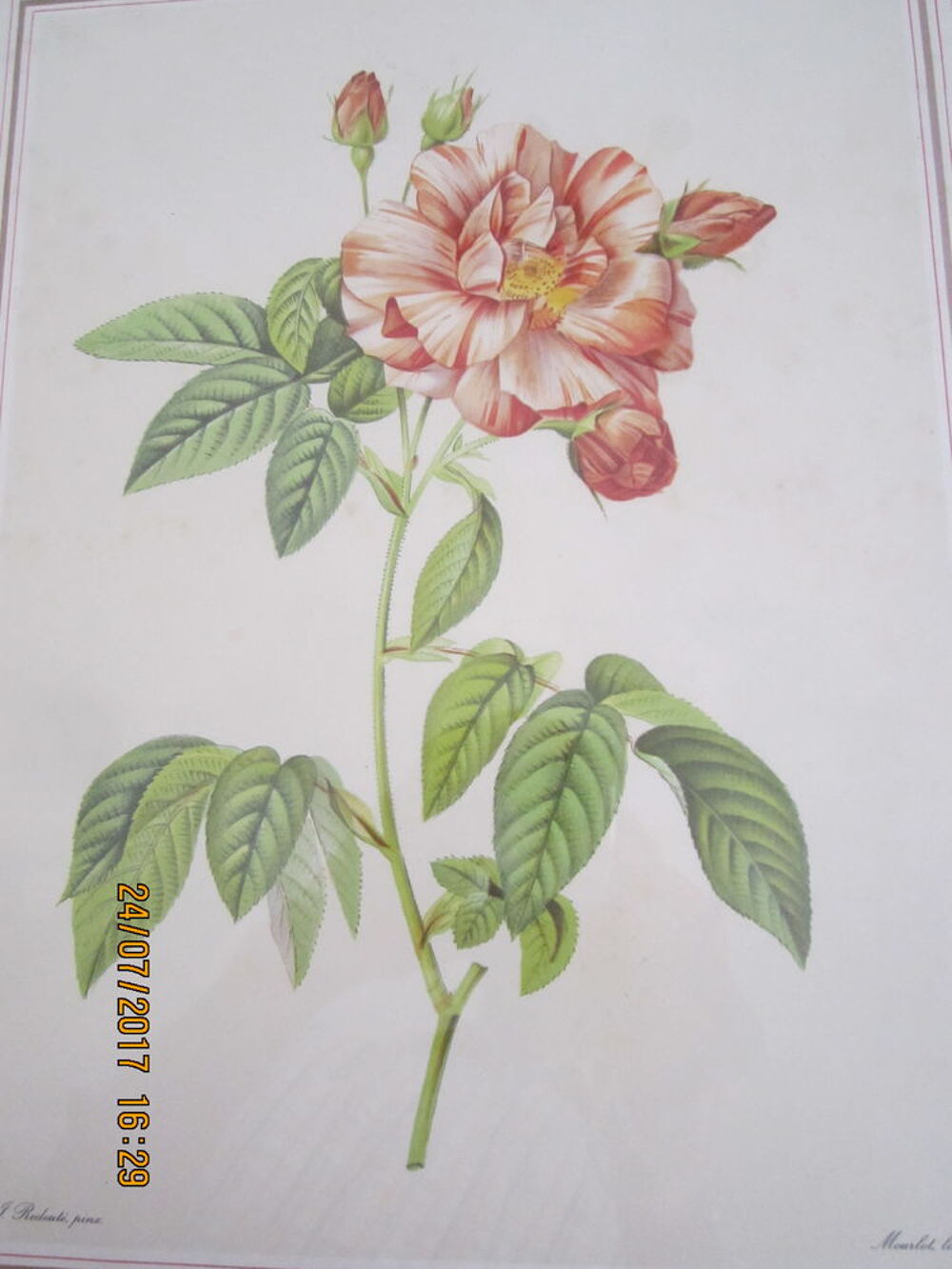 Lithographie(s) - ROSE(s) de REDOUTE Décoration