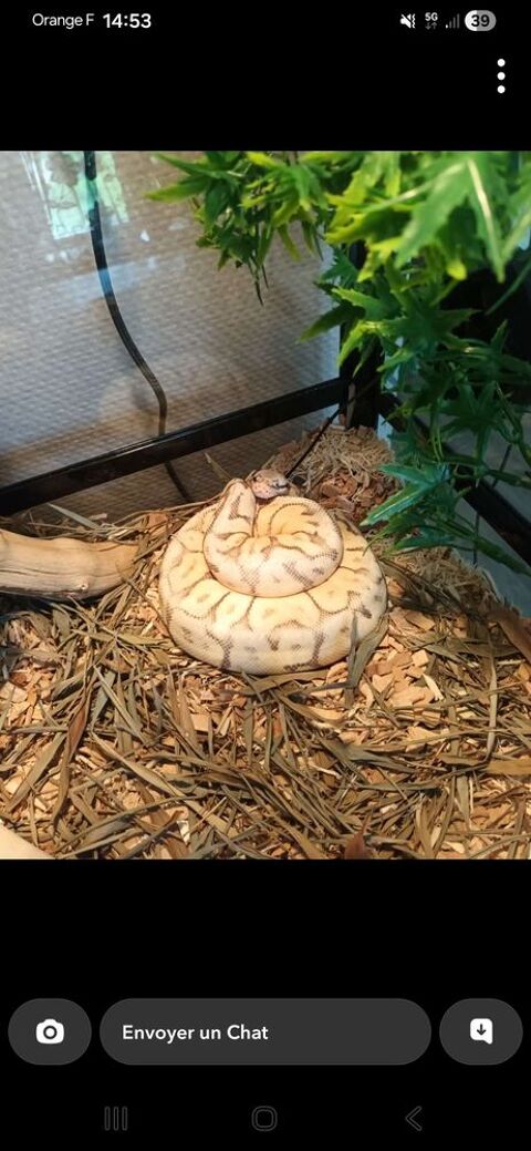 Pithon regius 90 45770 Saran