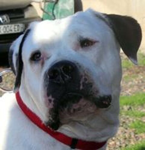   ORANE, magnifique Bouledogue Amricain croise Dogue Argentin  adopter via l'association UMA  