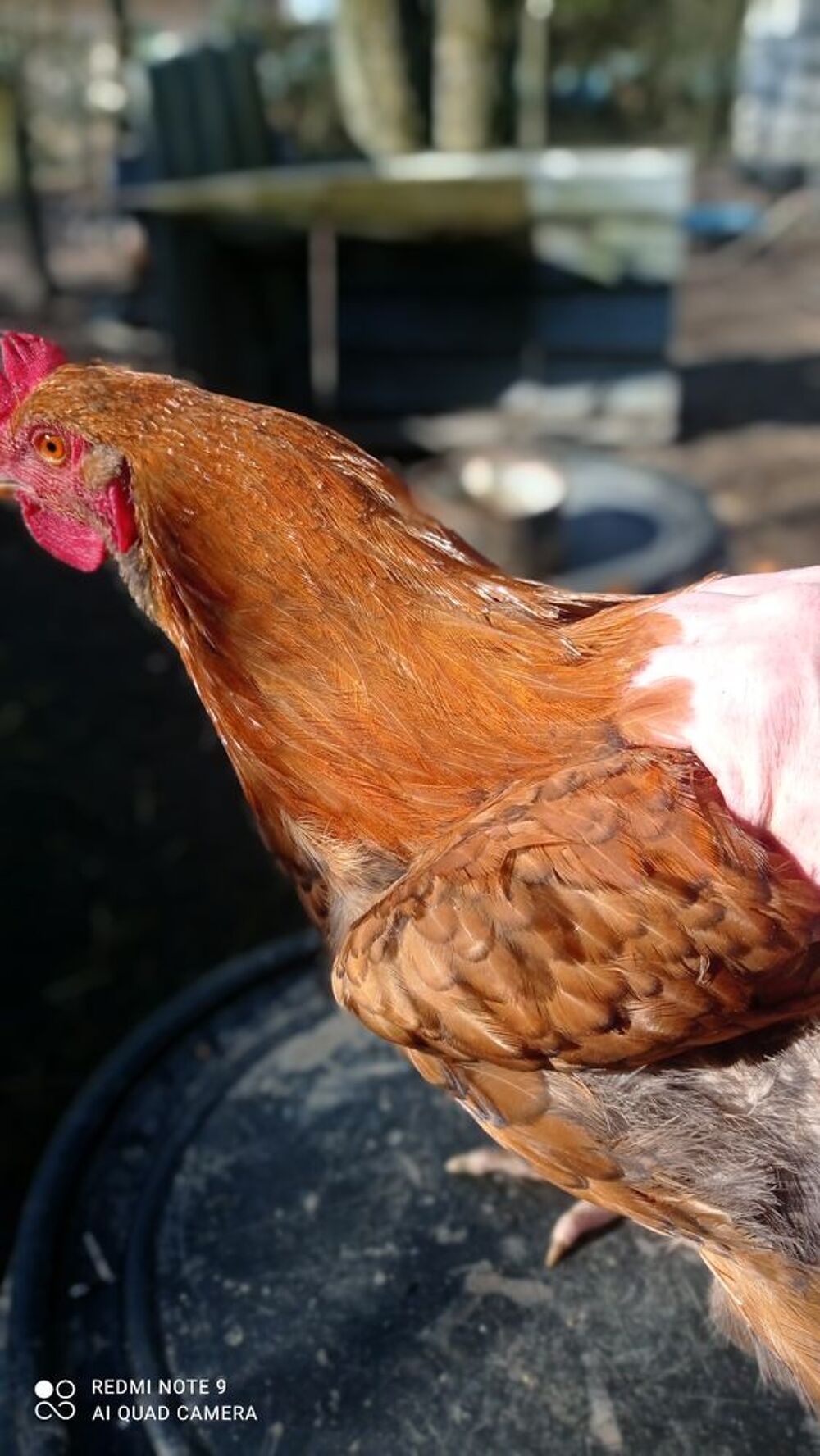 Jeune poulet Jardin