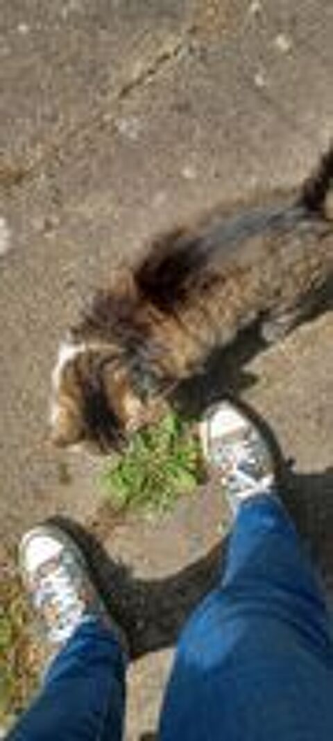  Donne chat femelle Pomponette 10ans strilise 