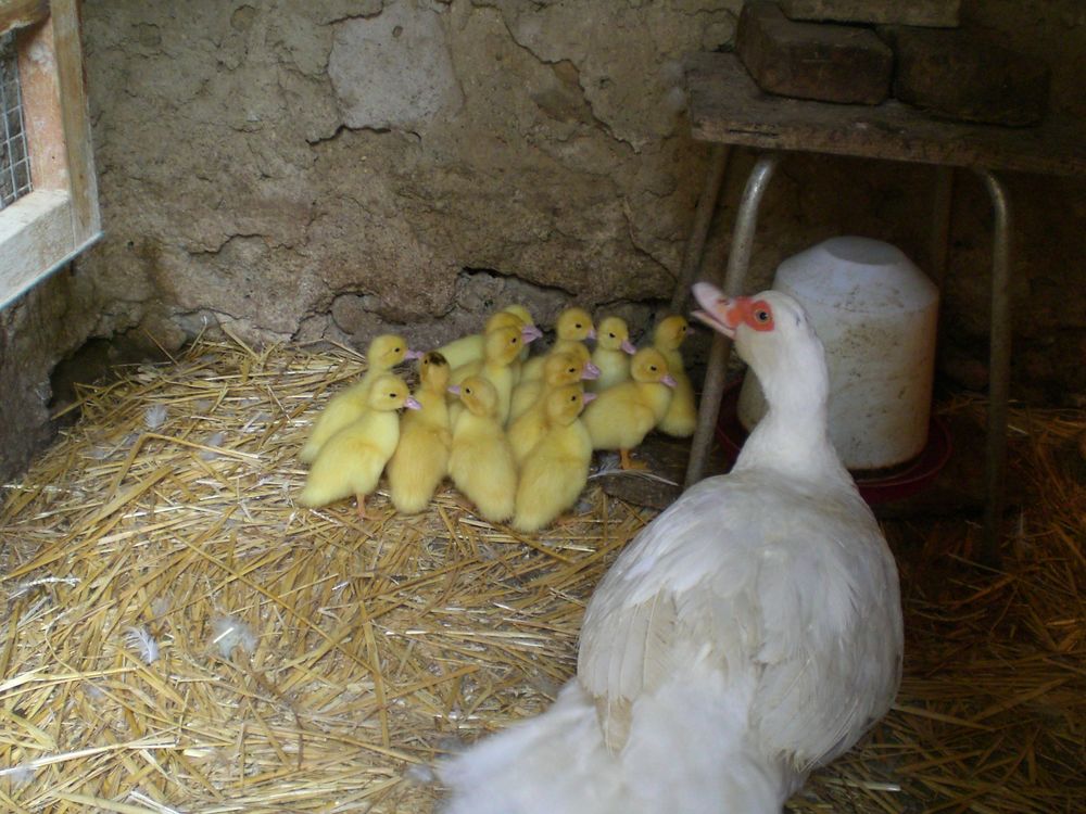   Caneton canard de barbarie 