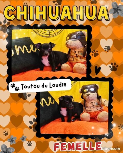 Chiot Chihuahua poils courts femelle 650 18140 Précy