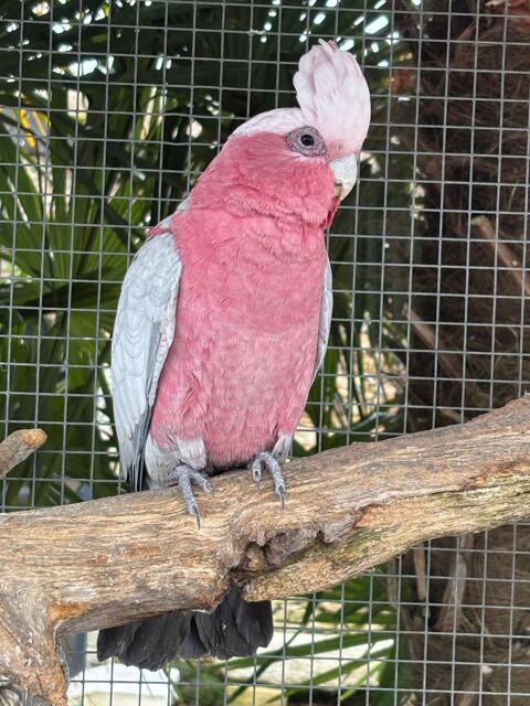 Rosa Albin de trois ans. E, A, M. 850 44650 Leg�